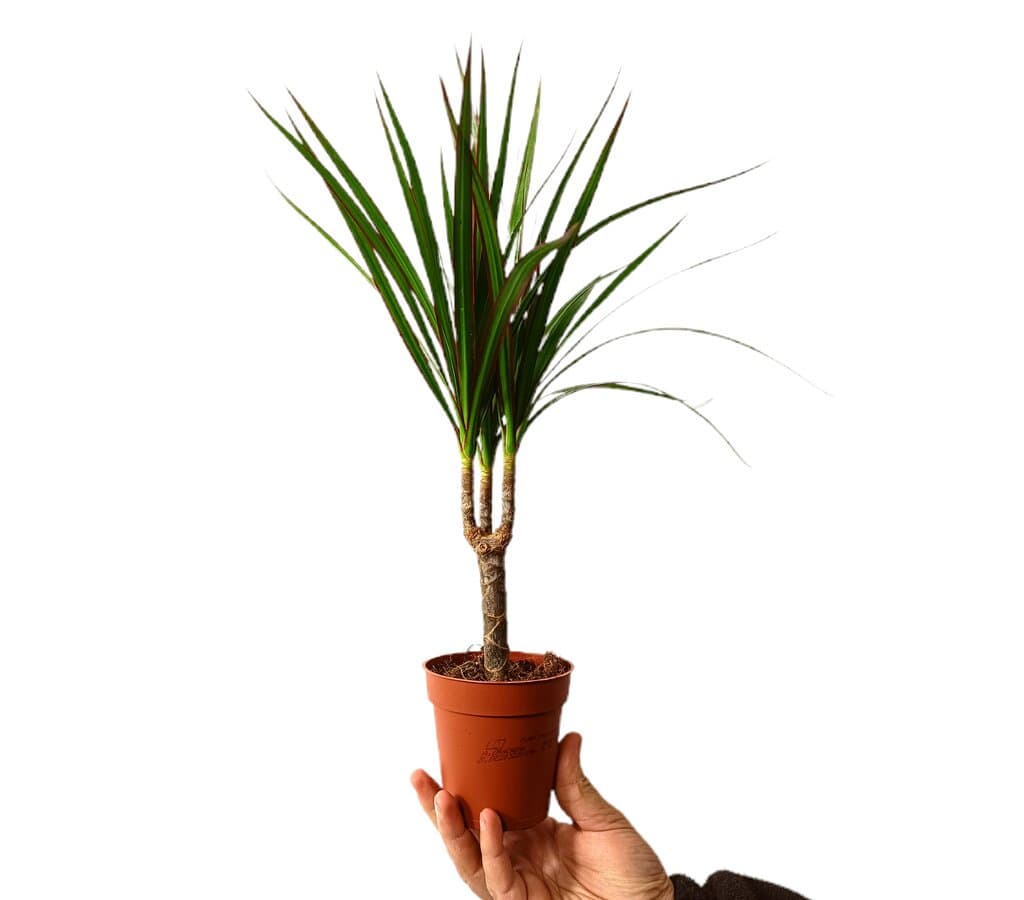 Dracena Marginata M9_0