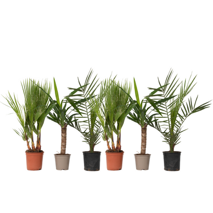 Mezcla De Palmeras - 6 Pzs - Indoor Palmmix - Altura 50-70cm - ⌀14cm