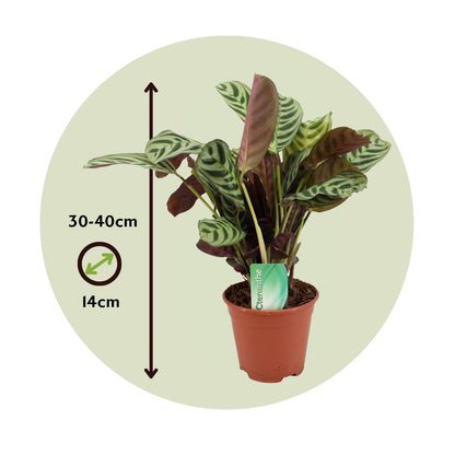 Planta De Oración - 2 Pzs - Ctenanthe 'burle-marxii' - Altura 30-40cm - ⌀14cm_2