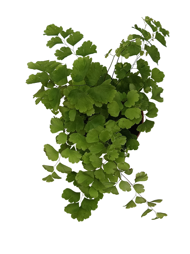 Helecho Adiantum Planta Natural De Interior Ø8_0