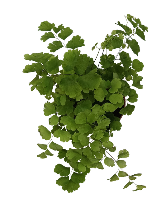 Helecho Adiantum Planta Natural De Interior Ø8_0