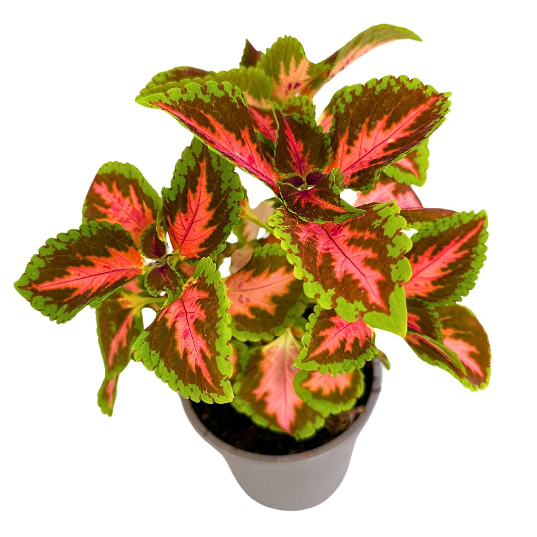 Coleo La Planta De La Mezcla De Colores De Hojas Más Impresionantes