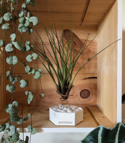 Planta De Aire Tillandsia Tricolor Con Hexágono De Cemento Y Piedras Blancas_1