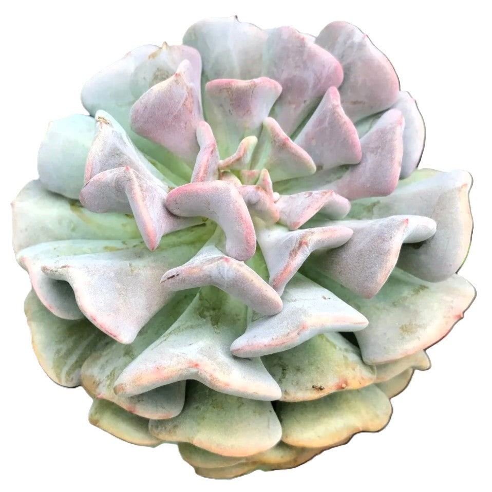 Echeveria 'Cubic Frost'; suculenta compacta verde-lila-rosa; Curiosarium; altura 6-7 cm, diámetro 10-12 cm_0