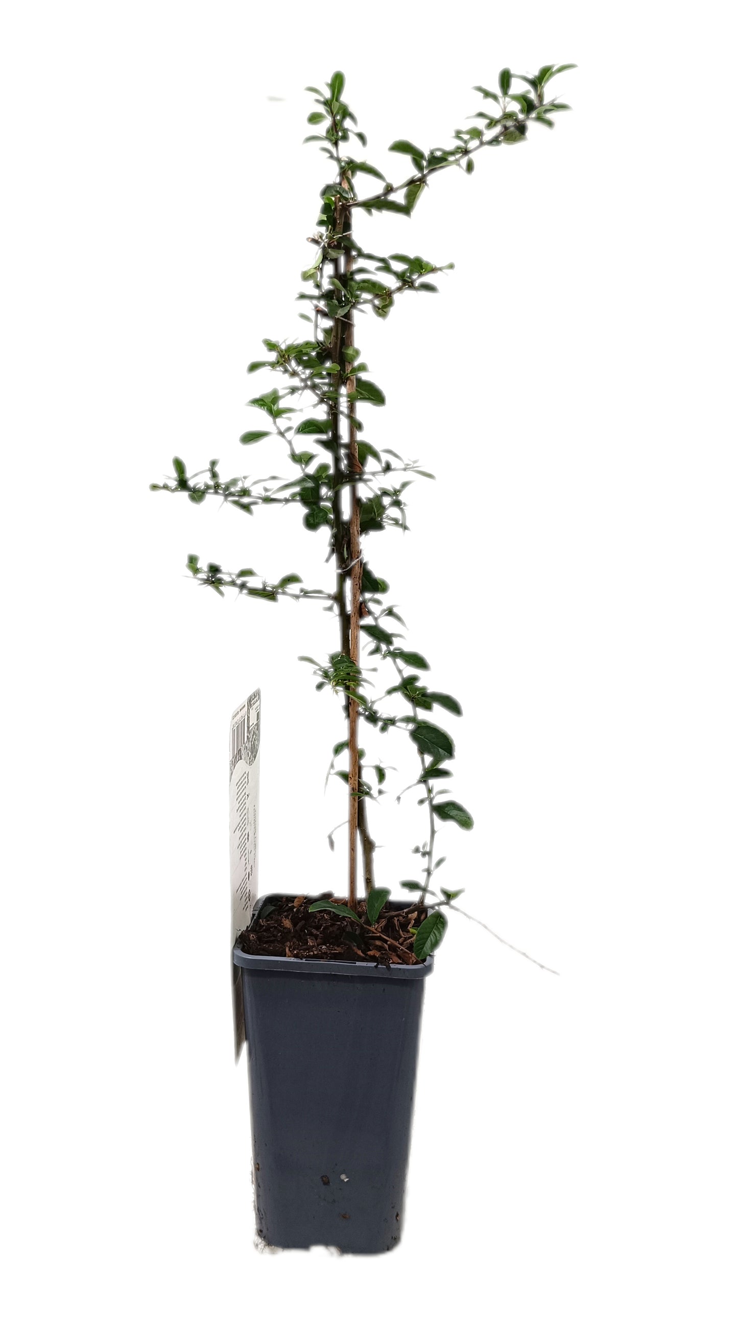 Pyracantha Golden Charmer M14_1
