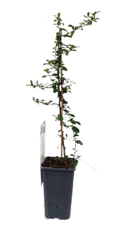 Pyracantha Golden Charmer M14_1