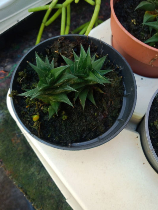 Haworthia Viscosa Cactus Con Flor Pequeñas_0