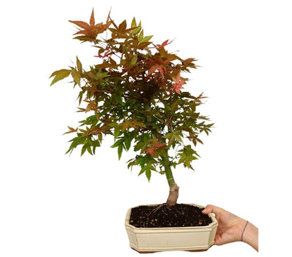 Bonsái Acer Palmatum Deshojo 12 Años (arce Japonés Palmeado)_1