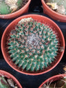 Plantas Suculentas Y Cactus A Elegir Ø5 Cm #ref24