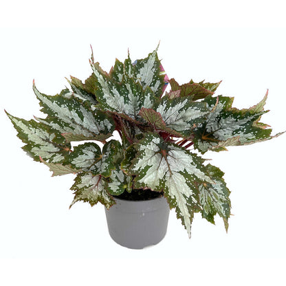 Begonia Beleaf M13 25cm