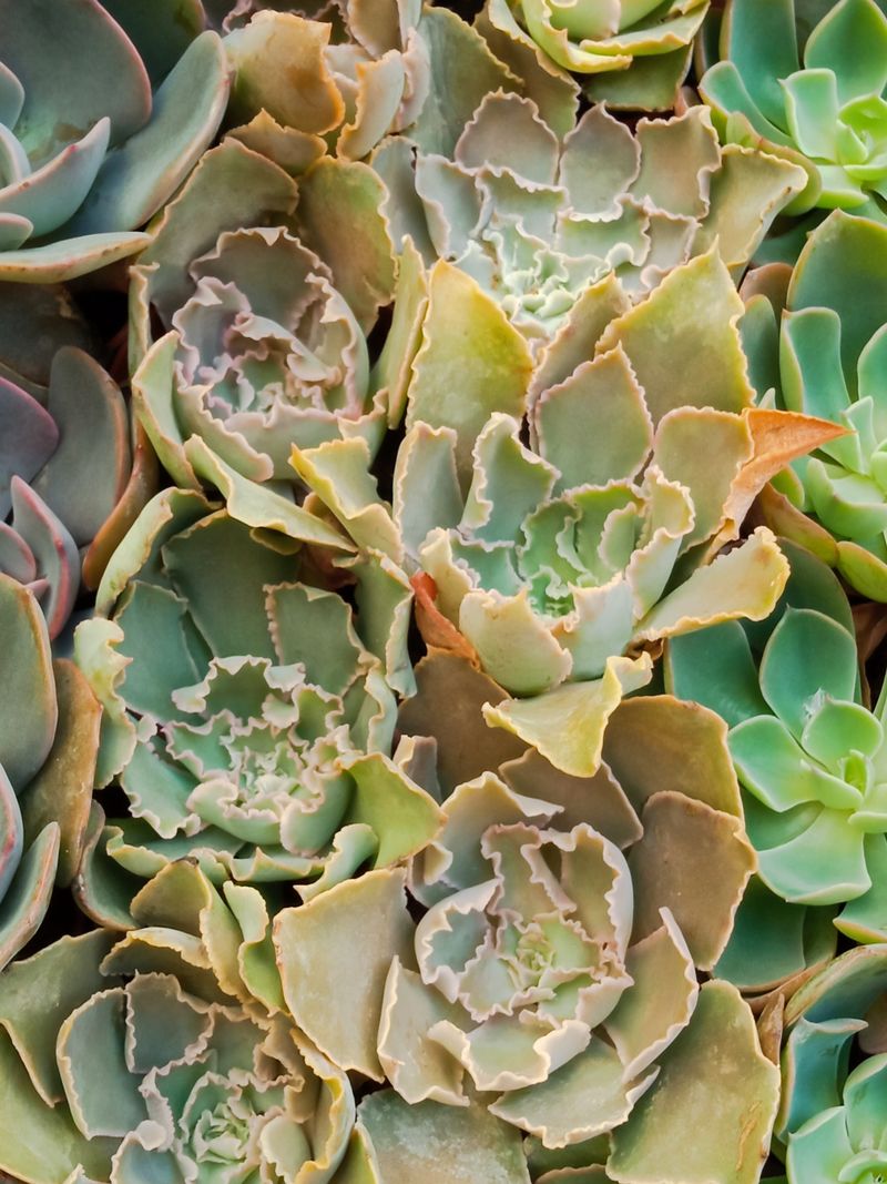 Echeveria Shaviana Planta Suculenta_0