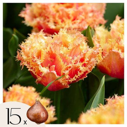 Bulbos De Tulipán - 15 Pzs - Tulipa 'brisbane' - Bulbos De Flores - Rosa_0