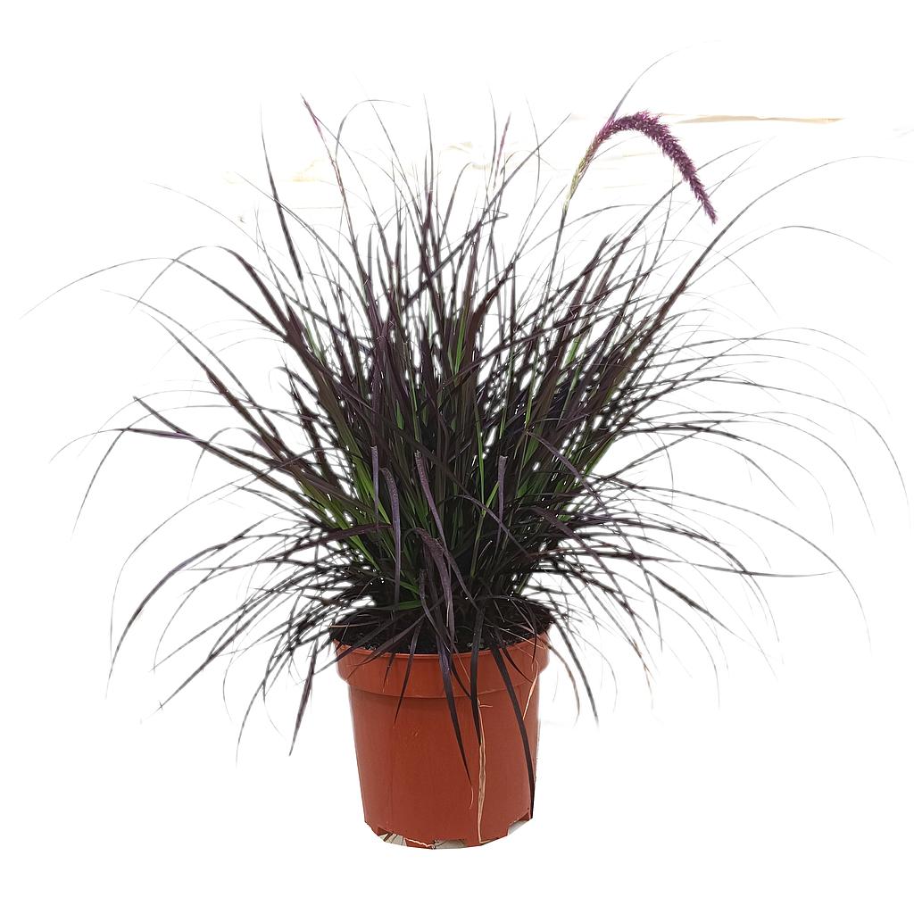 Pennisetum Rubrum Advena M20_0