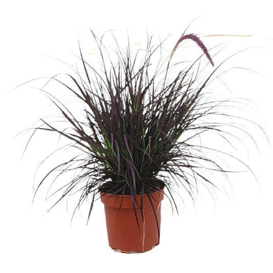 Pennisetum Rubrum Advena M20_0