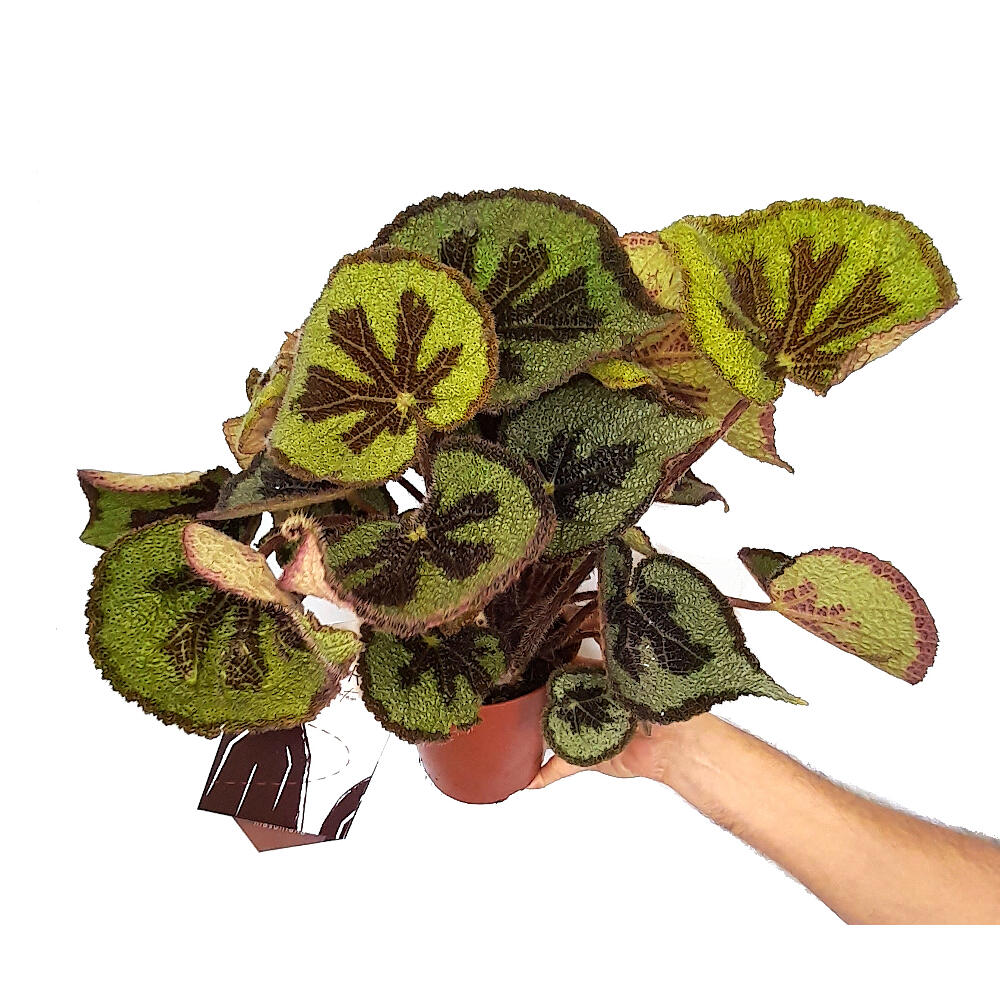 Begonia Masoniana M15 40cm_0