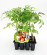 Pack Plantones Tomate Colgar 12 Ud. Natural - Fitoralia