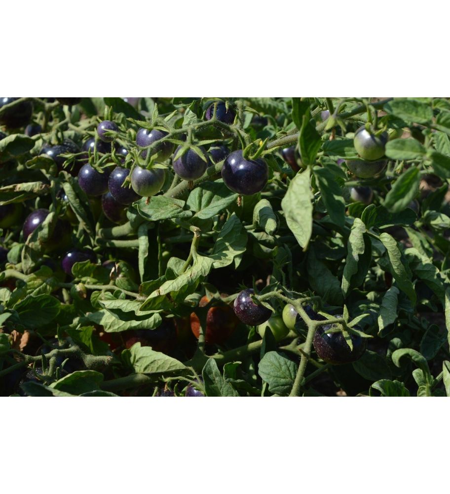 Plantón Tomate Azul (10 Unidades)_2