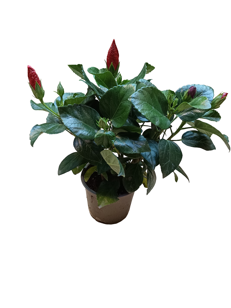 Hibiscus Sunny Planta De Sol Flor Surtida Ø13_0