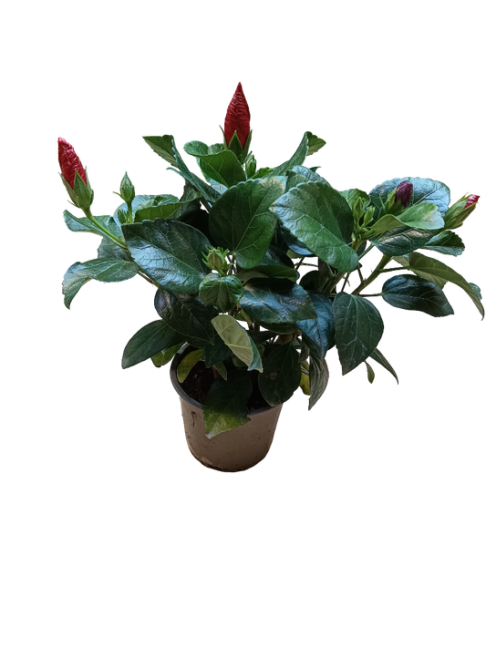 Hibiscus Sunny Planta De Sol Flor Surtida Ø13_0