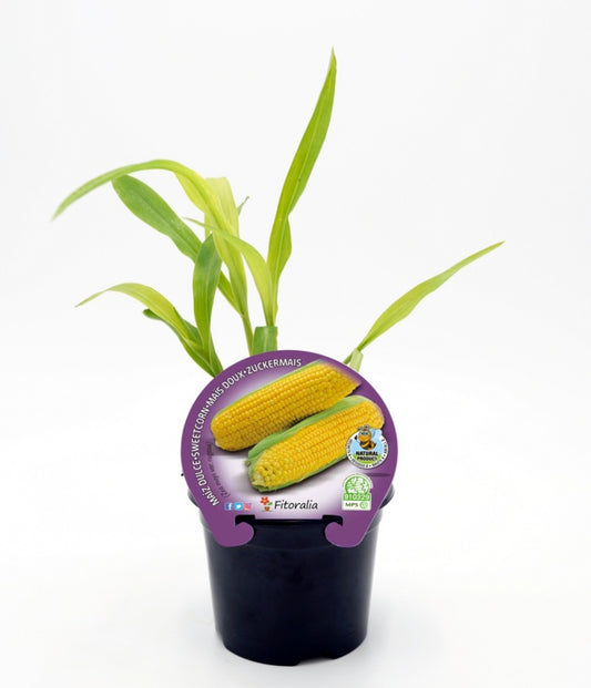 Plantón maíz dulce en maceta 10,5 cm. natural - Fitoralia_0