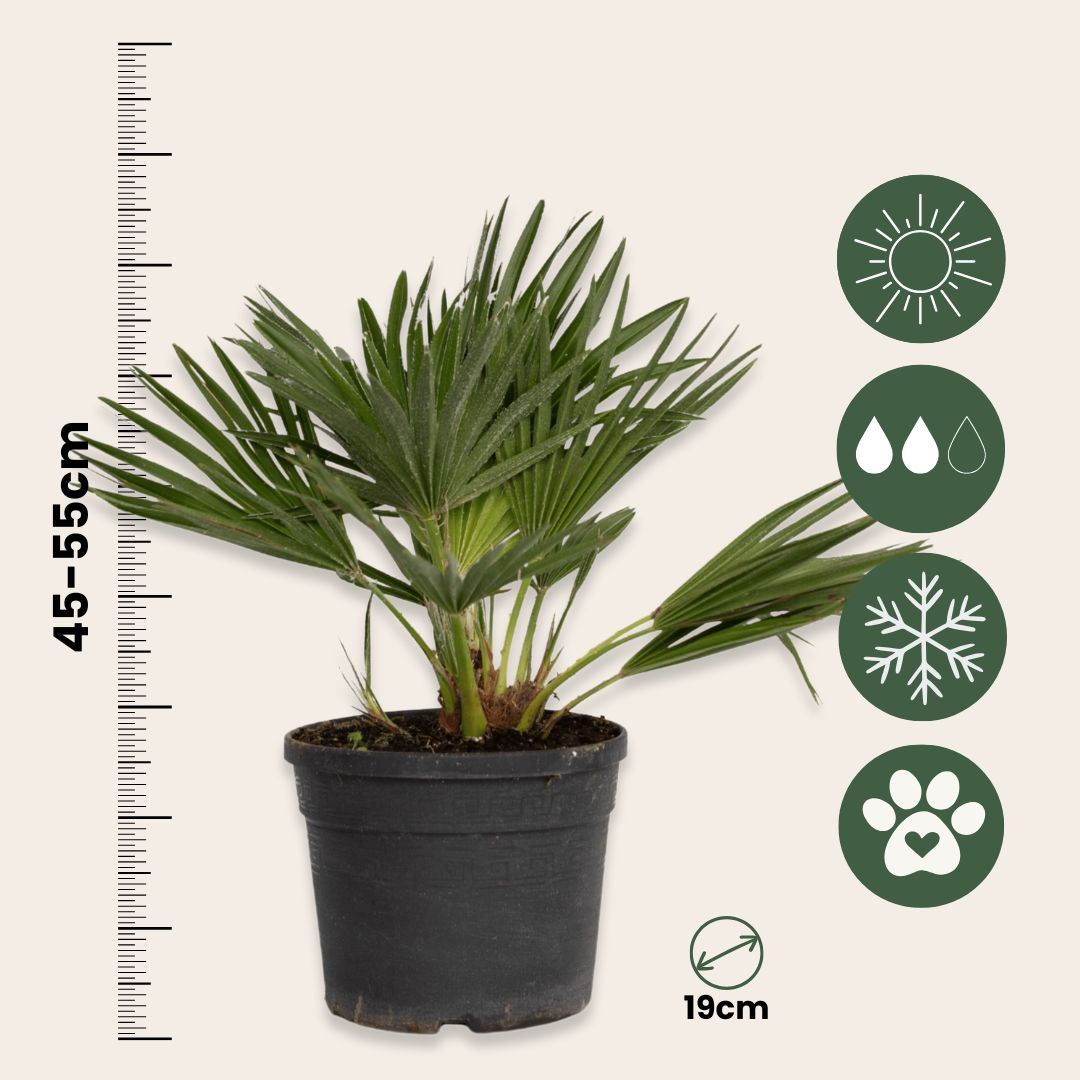 Palmito - Margallo - Chamaerops 'vulcano' - Altura 35-45cm - ⌀19cm_2
