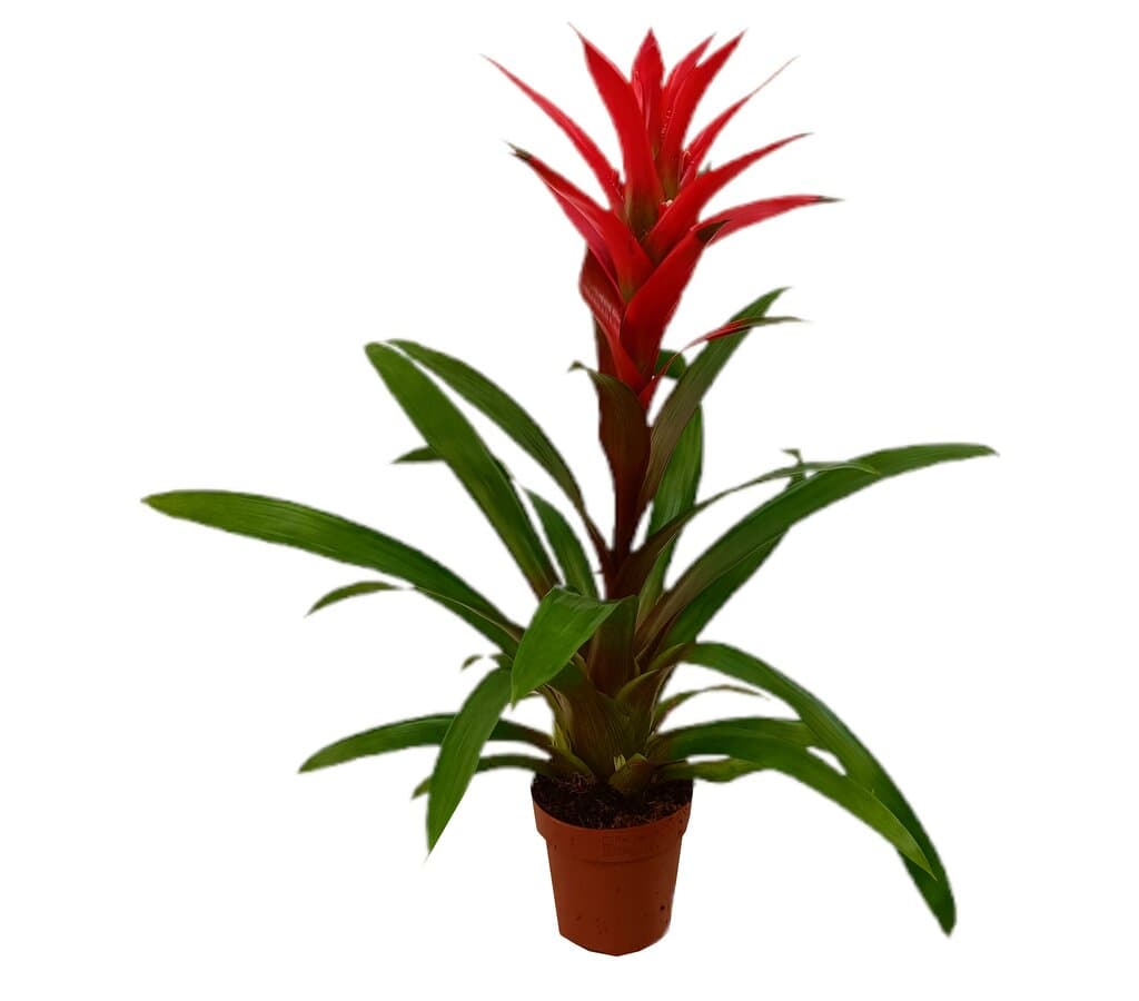 Guzmania Suerte Red M12_0