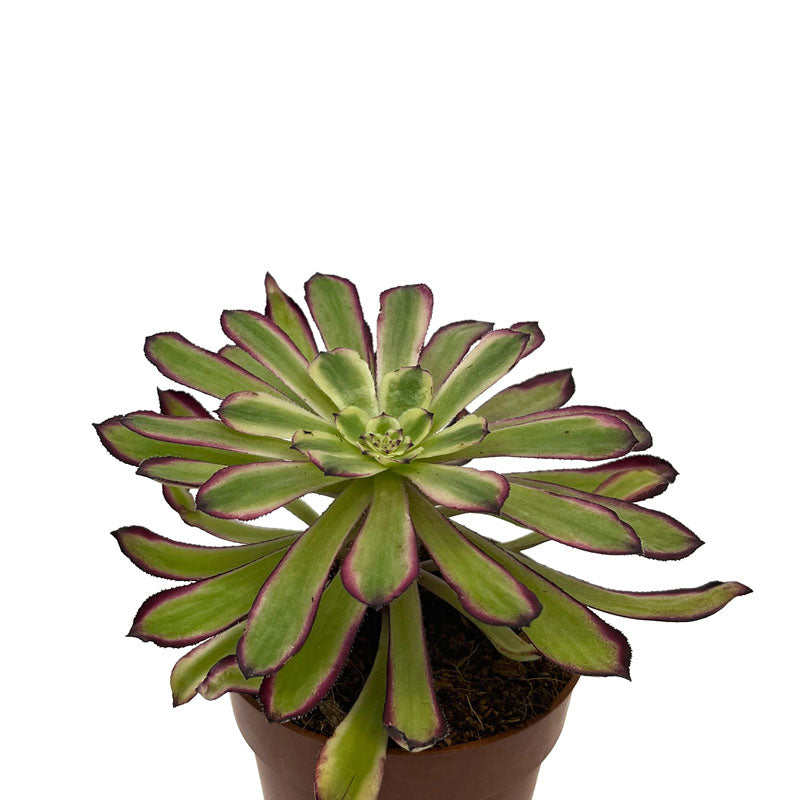 Aeonium Mardi Gras Cactus Y Suculentas M8,5 cm Ø_0