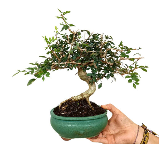 Bonsái Fraxinus 8 Años_0