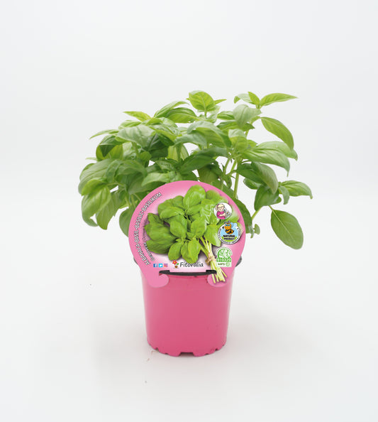 Albahaca Pesto Hoja Ancha En Maceta 10,5 Cm. Natural - Fitoralia