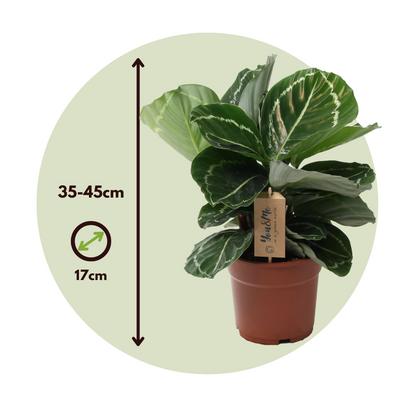 Planta De Pavo Real - Calathea 'julia' - Altura 35-45cm - ⌀17cm_2