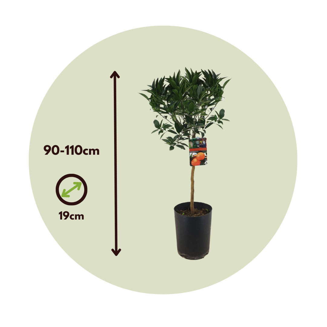 Naranjero - Citrus Aurantium Tarocco - Altura 90-110cm - ⌀19cm_2