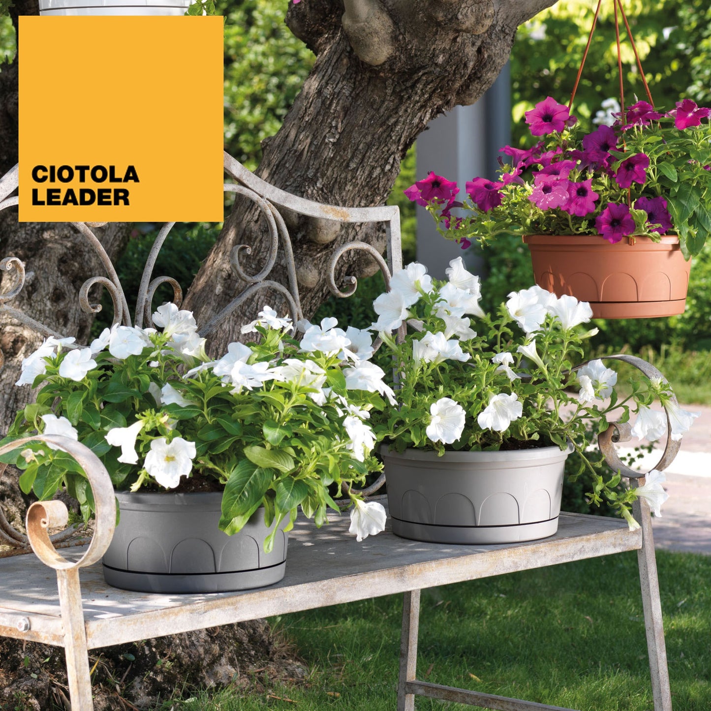 Maceta Tipo Cuenco Ø Cm 30 Con Platillo