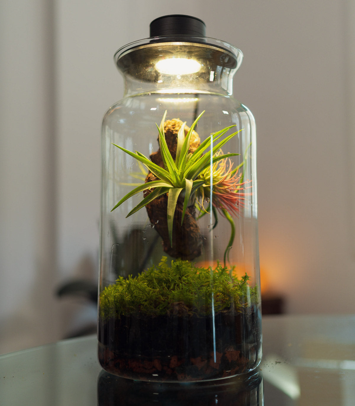 Terrario Con Plantas De Aire | Jardín Eterno 19 x 35 cm_2