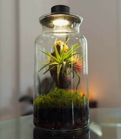 Terrario Con Plantas De Aire | Jardín Eterno 19 x 35 cm_2
