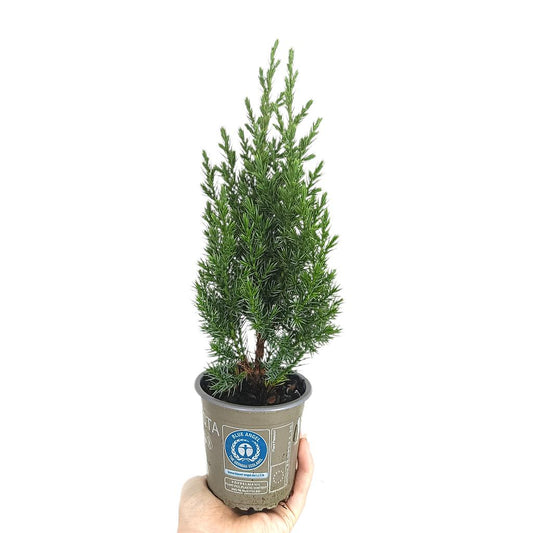 Junipero Stricta M9_0