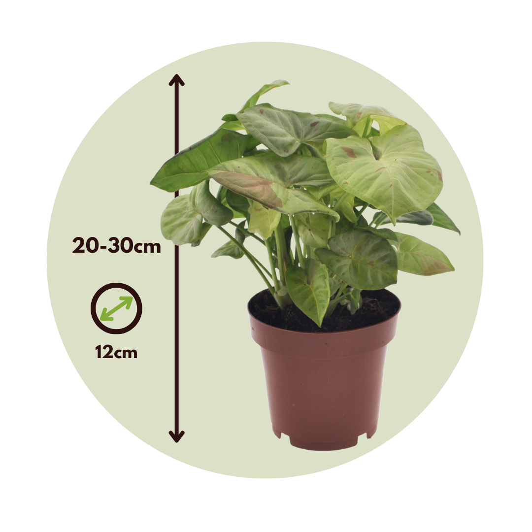 Singonio Confeti - 2 Pzs - Syngonium 'milk Confetti' - Altura 20-30cm - ⌀12cm_2