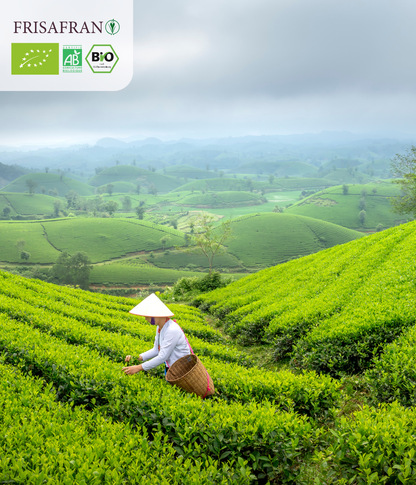 Té Verde Gunpowder Menta Ecológico Pirámides - Calidad Y Sabor | Frisafran 30 Uds_5