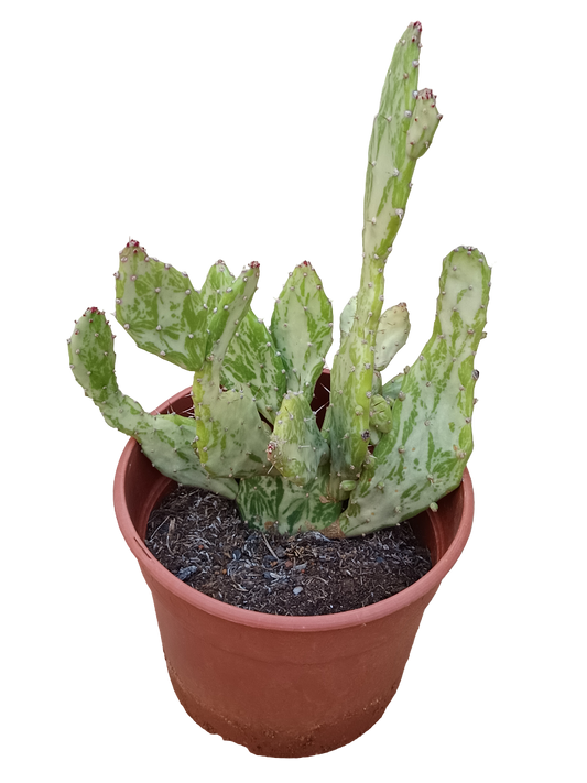 Opuntia Vulgaris Variegata Planta De Sol Ø20 Cactus Unico