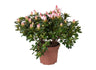 Azalea Sachsenstern M17 30cm