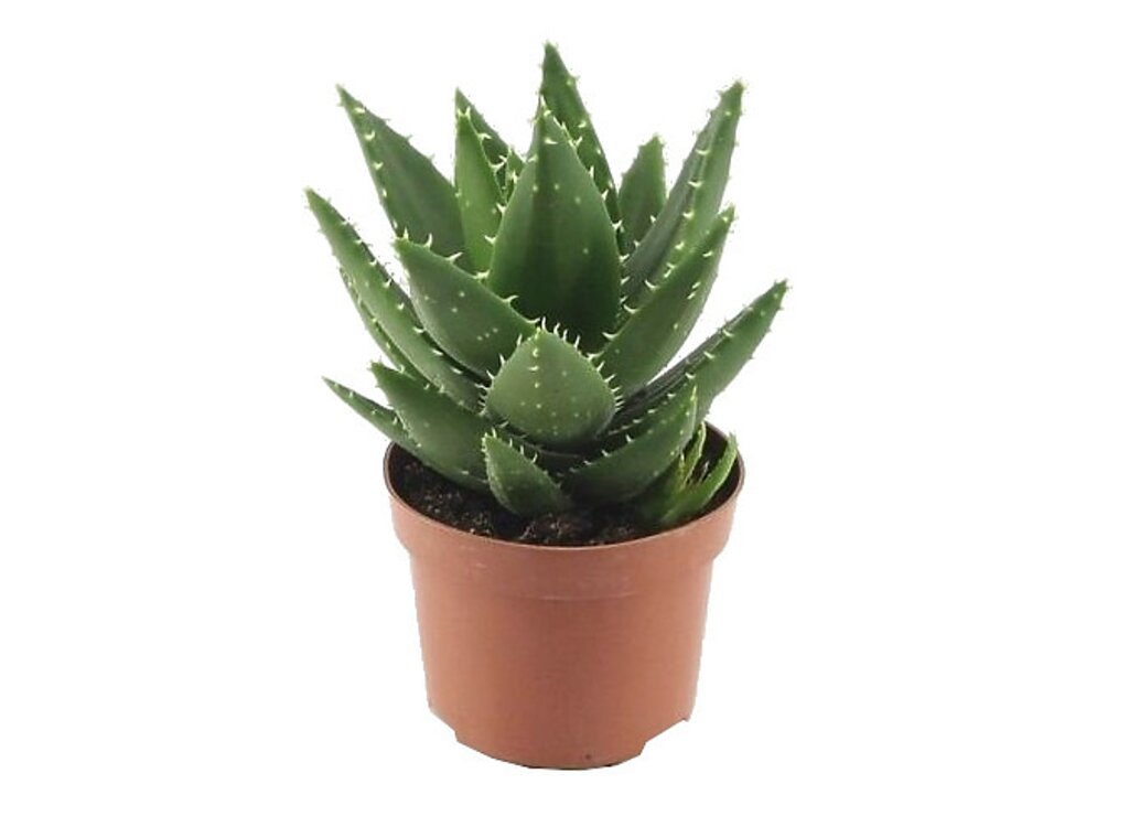Aloe Mitriformis M10_0