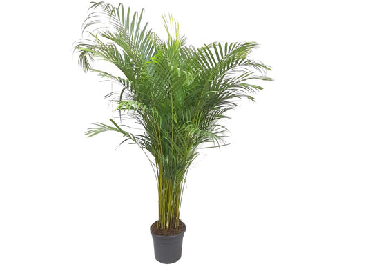 Areca Lutescens M29 180cm_0