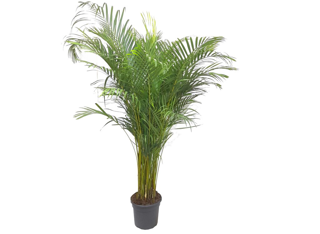 Areca Lutescens M29 180cm_0