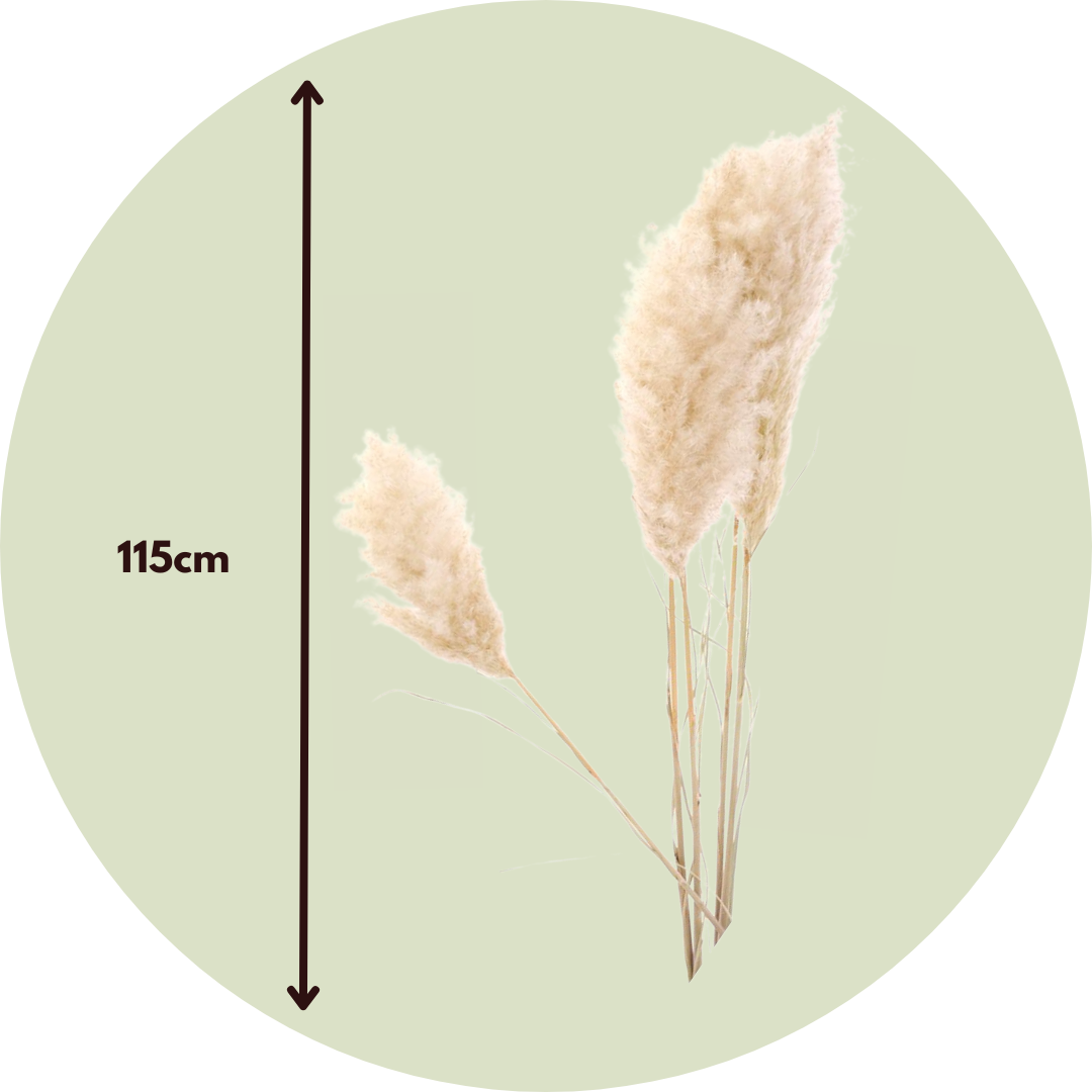 Flores Secas - 5 Pzs - Cortaderia Plum_2