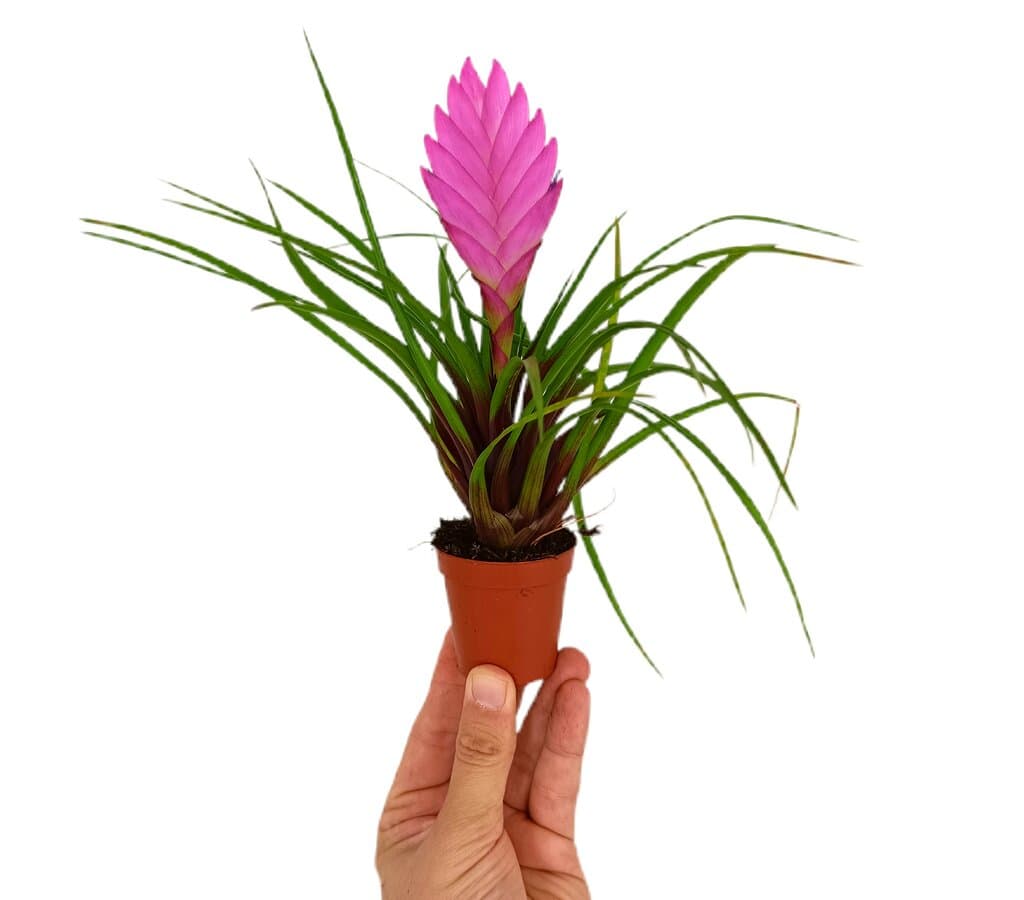 Tillandsia Anita M6_0