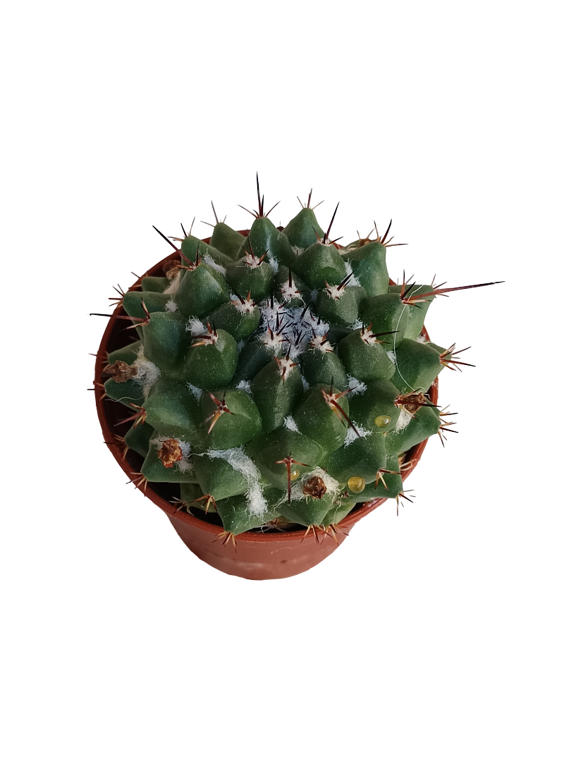 Mammillaria Compressa Cactus Ø5 Cm Planta