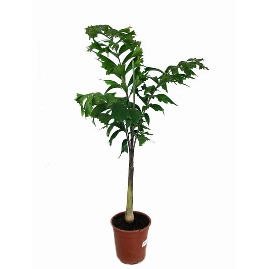 Wodyetia Bifurcata M24 140cm_0