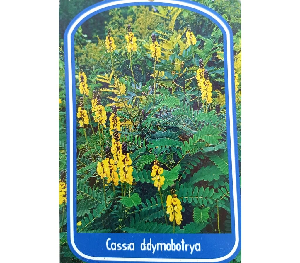 Cassia Didymobotrya M25 40-60cm_1