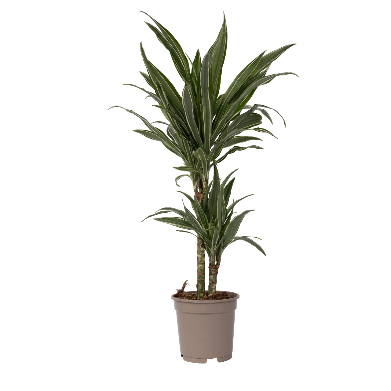 Drácena - Dracaena Deremensis 'warneckei' - Altura 60-70cm - ⌀17cm