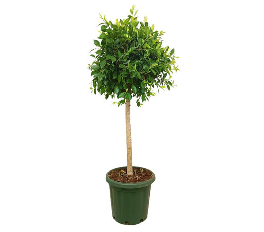 Ficus Nitida Copa M40 150cm_0