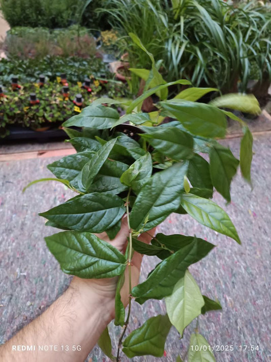 Ficus Sagittata Planta Colgante Enredadera Hiedra_0